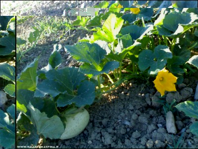 05072017zucca-spaghetti.jpg (256.07 KiB) Osservato 584 volte 05072017zucca-spaghetti.jpg