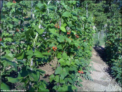 04072017fagioli-spagna.jpg (343.34 KiB) Osservato 584 volte 04072017fagioli-spagna.jpg