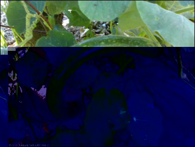 06072017zucca-serpente.jpg (190.25 KiB) Osservato 581 volte 06072017zucca-serpente.jpg