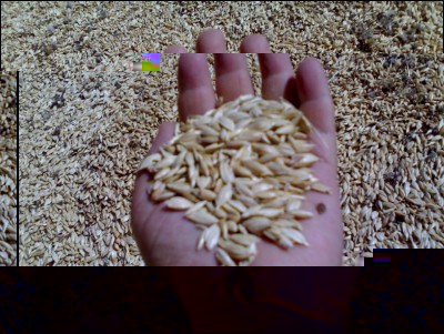 08072017farro.jpg (308.32 KiB) Osservato 581 volte 08072017farro.jpg