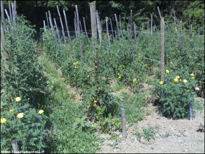 08072017pomodori1.jpg (353.35 KiB) Osservato 580 volte 08072017pomodori1.jpg