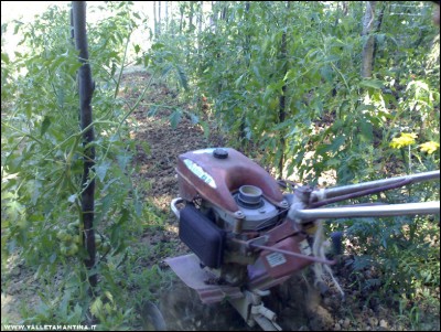 08072017pomodori-motozappa.jpg (288.35 KiB) Osservato 580 volte 08072017pomodori-motozappa.jpg