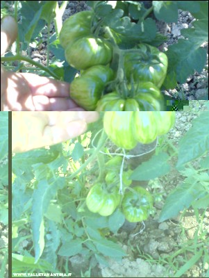 08072017striped-stuffer.jpg (198.15 KiB) Osservato 580 volte 08072017striped-stuffer.jpg