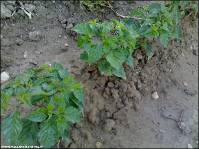 08072017pep-bhut-jolokia.jpg (214.71 KiB) Osservato 576 volte 08072017pep-bhut-jolokia.jpg