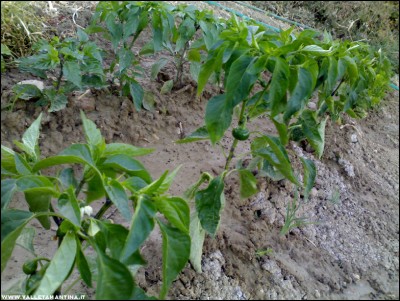 08072017pep-tondo-valabrese.jpg (268.57 KiB) Osservato 576 volte 08072017pep-tondo-valabrese.jpg