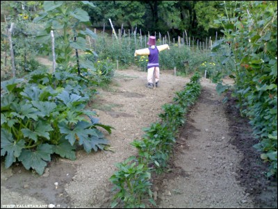 12072017peppers.jpg (258.77 KiB) Osservato 576 volte 12072017peppers.jpg