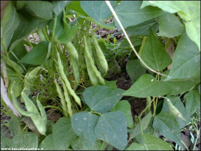 09072017borlotti-carmen.jpg (205 KiB) Osservato 576 volte 09072017borlotti-carmen.jpg