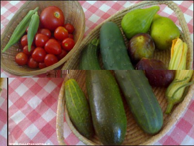 04072017raccolto.jpg (208.38 KiB) Osservato 535 volte 04072017raccolto.jpg