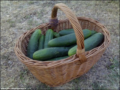 12072017cetrioli.jpg (257.91 KiB) Osservato 535 volte 12072017cetrioli.jpg