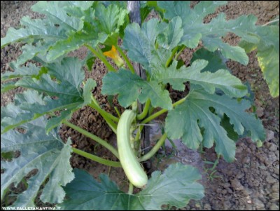 09072017zucchina.jpg (202.05 KiB) Osservato 534 volte 09072017zucchina.jpg