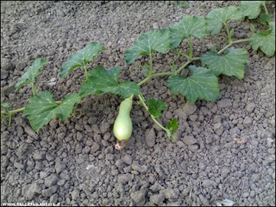 12072017butternut-rugosa.jpg (266.86 KiB) Osservato 534 volte 12072017butternut-rugosa.jpg