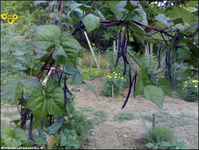 12072017fagiolini-viola2.jpg (257.53 KiB) Osservato 534 volte 12072017fagiolini-viola2.jpg