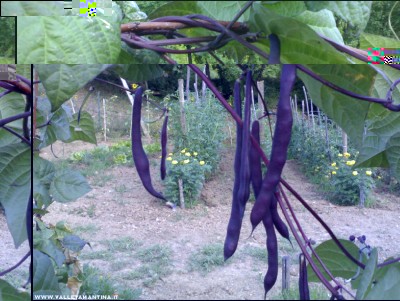 12072017fagiolini-viola.jpg (238.45 KiB) Osservato 534 volte 12072017fagiolini-viola.jpg