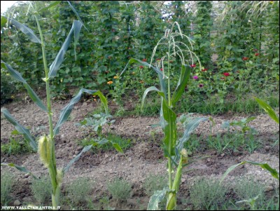 12072017mais-ottofile.jpg (306.12 KiB) Osservato 672 volte 12072017mais-ottofile.jpg