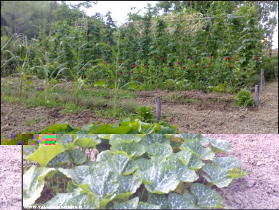 12072017zucca.jpg (290.62 KiB) Osservato 672 volte 12072017zucca.jpg