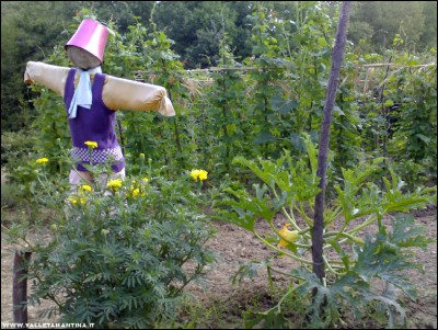 12072017tagete-zucchine-fagioli.jpg (291.04 KiB) Osservato 654 volte 12072017tagete-zucchine-fagioli.jpg