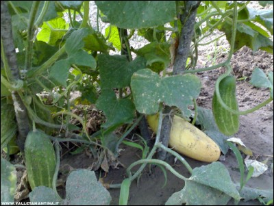 12072017cetriolo-seme.jpg (221.55 KiB) Osservato 652 volte 12072017cetriolo-seme.jpg