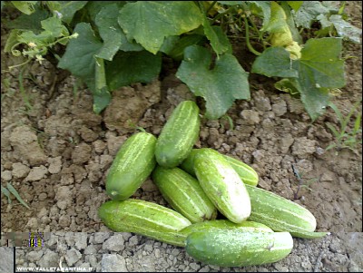 13072017cetrioli.jpg (275.91 KiB) Osservato 652 volte 13072017cetrioli.jpg