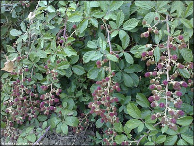 13072017more.jpg (372.64 KiB) Osservato 652 volte 13072017more.jpg