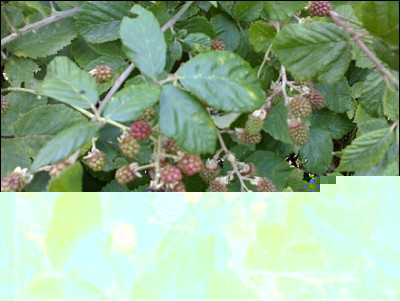 13072017more2.jpg (262.86 KiB) Osservato 652 volte 13072017more2.jpg