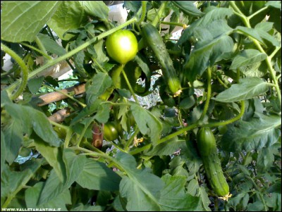 13072017cetrioli-pomodori.jpg (246.44 KiB) Osservato 652 volte 13072017cetrioli-pomodori.jpg