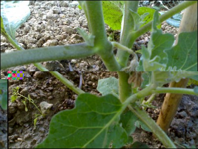 13072017fiori-melanzane.jpg (220.19 KiB) Osservato 652 volte 13072017fiori-melanzane.jpg