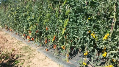 177.jpg (197.88 KiB) Osservato 692 volte 177.jpg