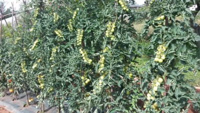 178.jpg (190.28 KiB) Osservato 692 volte 178.jpg