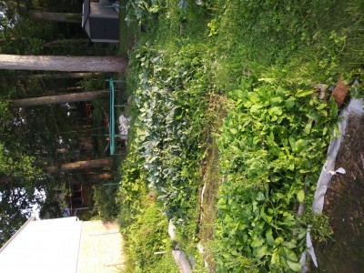 vista della corsia centrale, fatta da fra la prima e la seconda fila di bancali. i sentieri hanno erba. si vedono lacinato piu' carote, gai lan (broccolo cinese) con spinaci, ma il pacchetto era avariato e solu due piante di spinaci sono spuntate, e cavolo a foglia. / panoramica.jpg panoramica.jpg