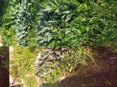 Lacinato e carote. vigore simile delle piante ma sotto le radici pescano a livelli differenti. c'e' anche qualche rapa e fiori di mostarda per fare seme per l' anno prossimo. / lacinato.jpg lacinato.jpg