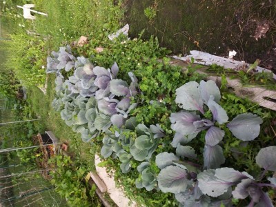 cavoli piantati nel trifoglio. e' trifolium repens, quello bianco normale, ma varieta' foraggio alto 30 cm. col trifoglio, le infestanti sono minimizzate, e c'e' pure azoto e supporto micorrize. / cavoli.jpg cavoli.jpg