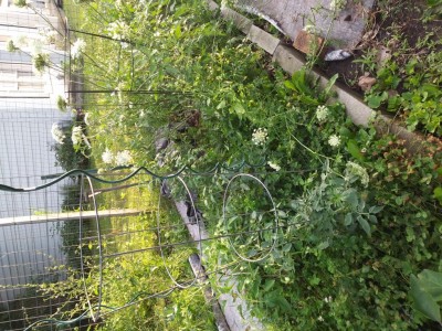 pomodori nel trifoglio. ci sono anche tagli dai sentieri e una pianta di carota dall' anno scorso che fa i semi per l' anno prossimo. / pomodori.jpg pomodori.jpg