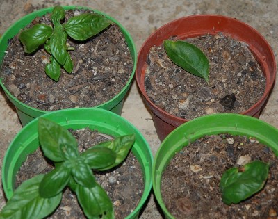 337.JPG (269.04 KiB) Osservato 632 volte 337.JPG