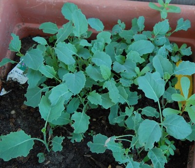 338.JPG (244.71 KiB) Osservato 632 volte 338.JPG