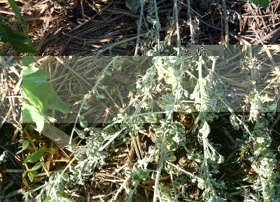 339.JPG (366.66 KiB) Osservato 632 volte 339.JPG