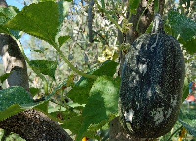 340.JPG (280.24 KiB) Osservato 632 volte 340.JPG