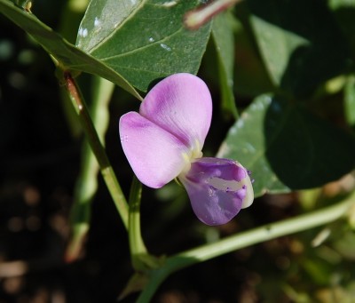 345.JPG (144.41 KiB) Osservato 628 volte 345.JPG