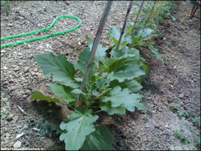 17072017melanzane-serra.jpg (318.56 KiB) Osservato 573 volte 17072017melanzane-serra.jpg