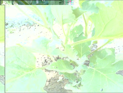 17072017fiore-melanzana.jpg (209.79 KiB) Osservato 573 volte 17072017fiore-melanzana.jpg