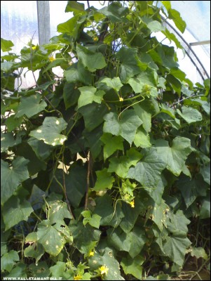 17072017cetrioli-serra.jpg (240.69 KiB) Osservato 573 volte 17072017cetrioli-serra.jpg