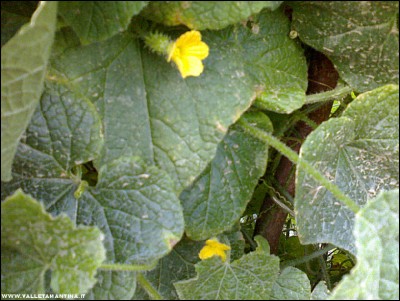 16072017kiwano.jpg (292.79 KiB) Osservato 571 volte 16072017kiwano.jpg