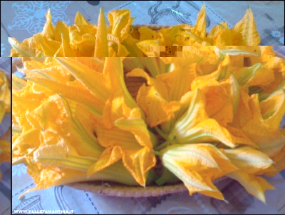 15072017fiori-zucca.jpg (193.63 KiB) Osservato 571 volte 15072017fiori-zucca.jpg