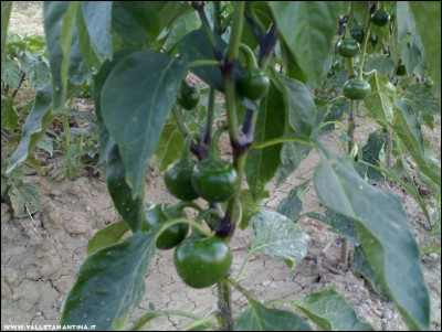 16072017tondo-calabrese.jpg (201.78 KiB) Osservato 568 volte 16072017tondo-calabrese.jpg