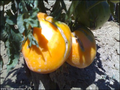 17072017verna-orange.jpg (198 KiB) Osservato 568 volte 17072017verna-orange.jpg