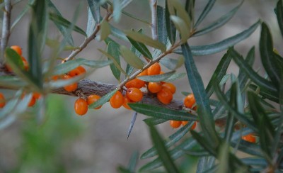 Olivello spinoso.JPG (144.04 KiB) Osservato 592 volte Olivello spinoso.JPG