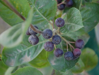 Aronia melanocarpa.JPG (166.17 KiB) Osservato 592 volte Aronia melanocarpa.JPG