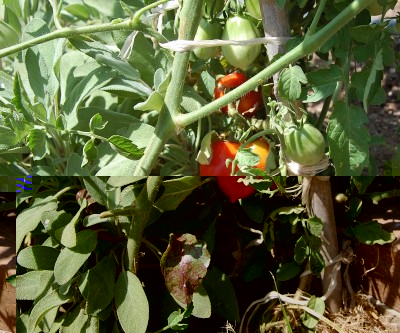 351.JPG (305.47 KiB) Osservato 736 volte 351.JPG