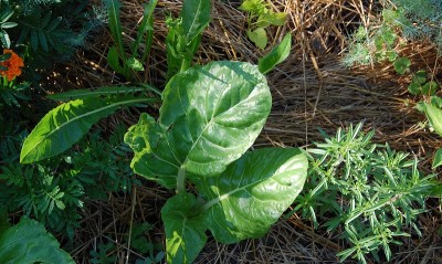 352.JPG (281.7 KiB) Osservato 736 volte 352.JPG