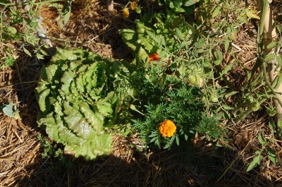 353.JPG (301.7 KiB) Osservato 736 volte 353.JPG