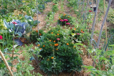 354.JPG (379.02 KiB) Osservato 736 volte 354.JPG